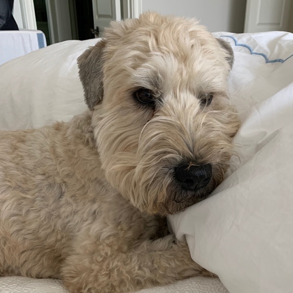 Meet your Posher, Amara - Picture 1 of 1